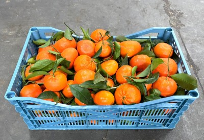 Foto Clementini Varietà Sigal Origine Portogallo Marchio Frutas y  Verduras         1